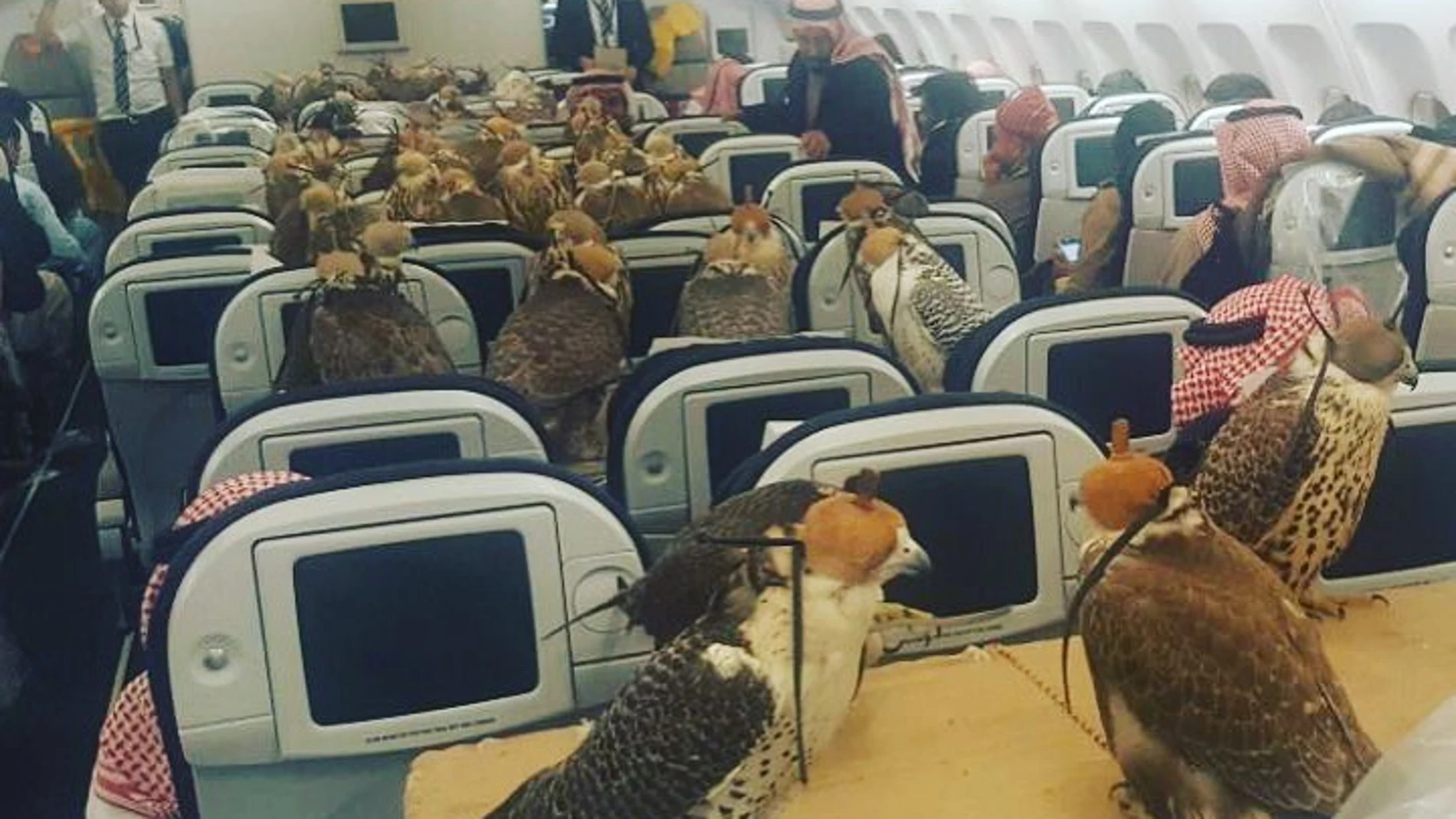 Los 80 halcones del príncipe saudí durante el vuelo