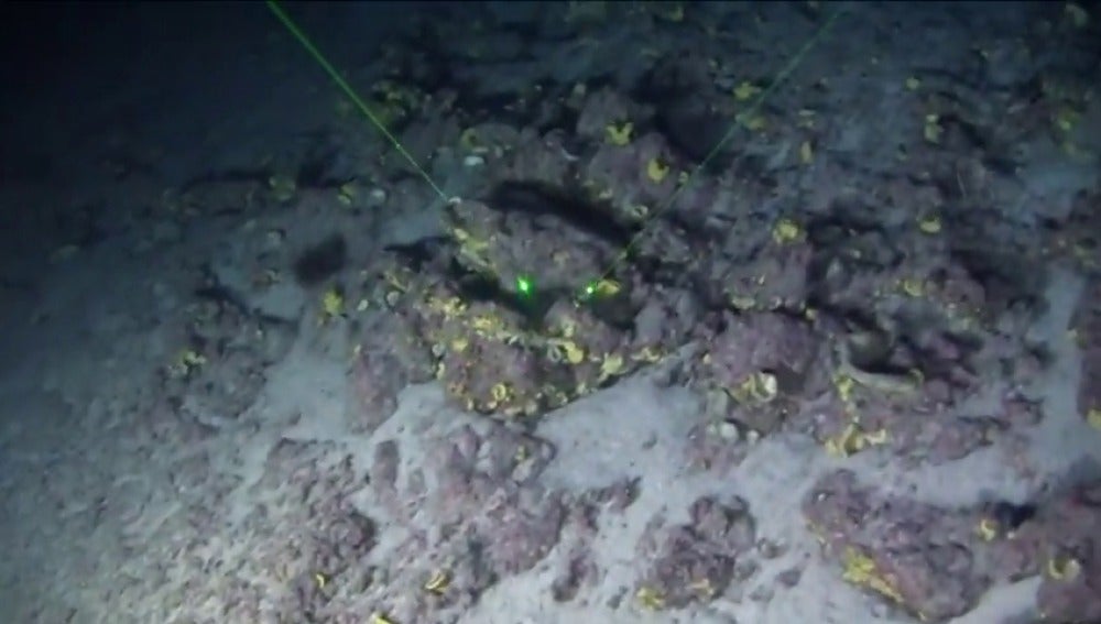 Frame 17.480283 de: Difunden las primeras imágenes del arrecife de coral descubierto en Brasil el año pasado