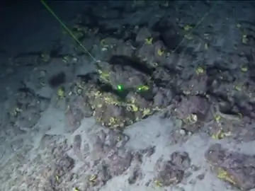 Frame 17.480283 de: Difunden las primeras imágenes del arrecife de coral descubierto en Brasil el año pasado Frame 17.480283 de: Difunden las primeras imágenes del arrecife de coral descubierto en Brasil el año pasado