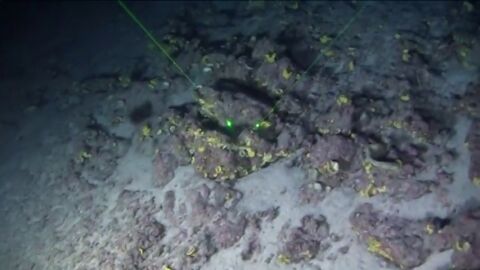 Frame 17.480283 de: Difunden las primeras im&aacute;genes del arrecife de coral descubierto en Brasil el a&ntilde;o pasado