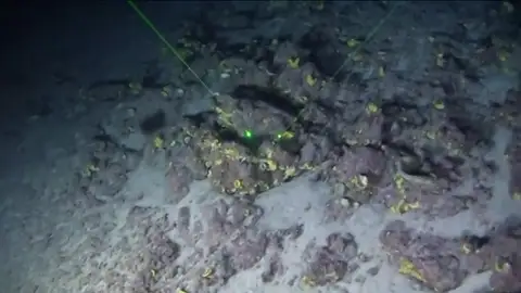 Frame 17.480283 de: Difunden las primeras imágenes del arrecife de coral descubierto en Brasil el año pasado Frame 17.480283 de: Difunden las primeras imágenes del arrecife de coral descubierto en Brasil el año pasado