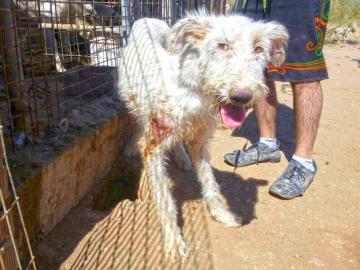 Un perro maltratado por un cazador