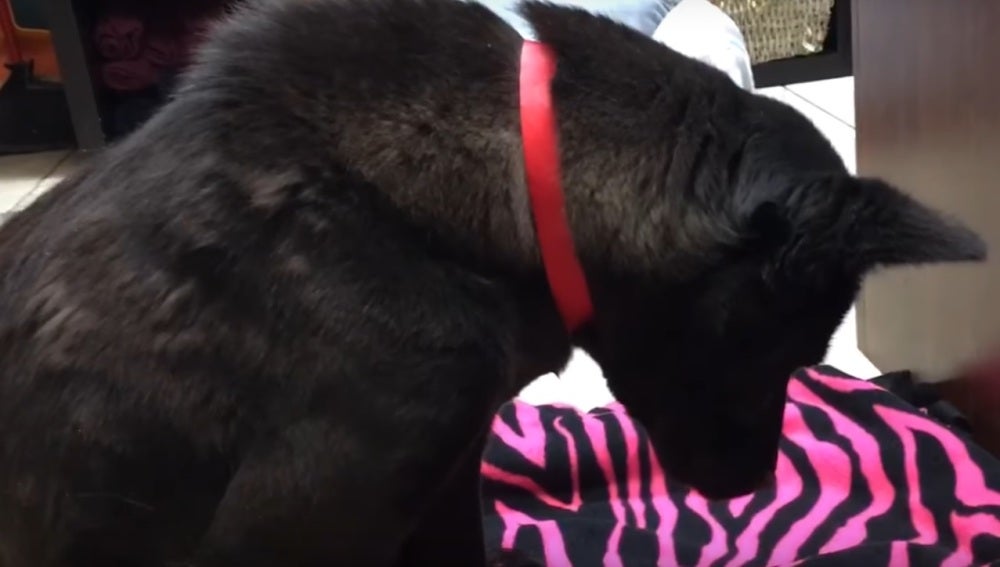 Harriet, el perro que dormía de pie