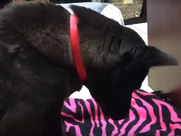 Harriet, el perro que dormía de pie Harriet, el perro que dormía de pie