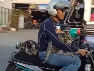 Los dos felinos y su dueño Los dos felinos y su dueño