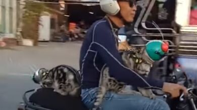 Dos gatos sorprenden en la carretera paseando en moto con sus pequeños cascos a medida