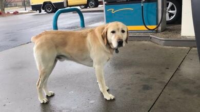 Un hombre que quería ayudar a un perro perdido quedó impactado por el mensaje que portaba su placa