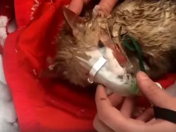 El gato con la mascarilla de oxígeno El gato con la mascarilla de oxígeno