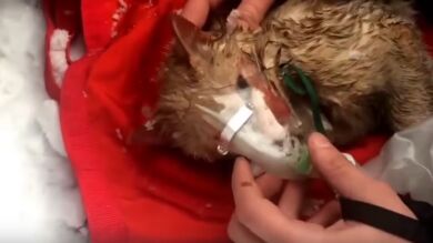 Los bomberos de Moscú salvan a un gato poniéndole una mascarilla con oxígeno después de sacarlo de un incendio