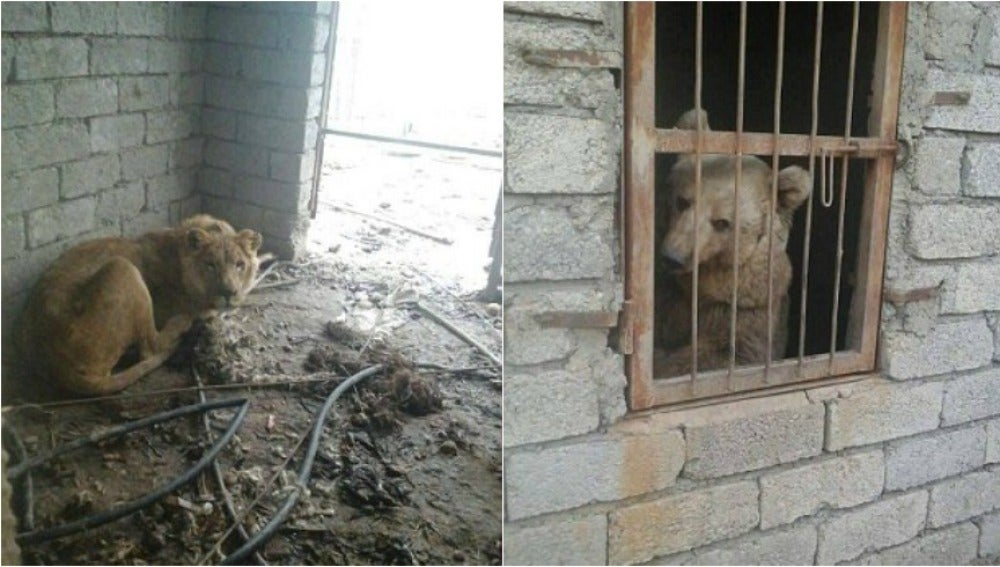 Impactantes imágenes del zoo de Mosul