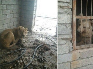 Impactantes imágenes del zoo de Mosul