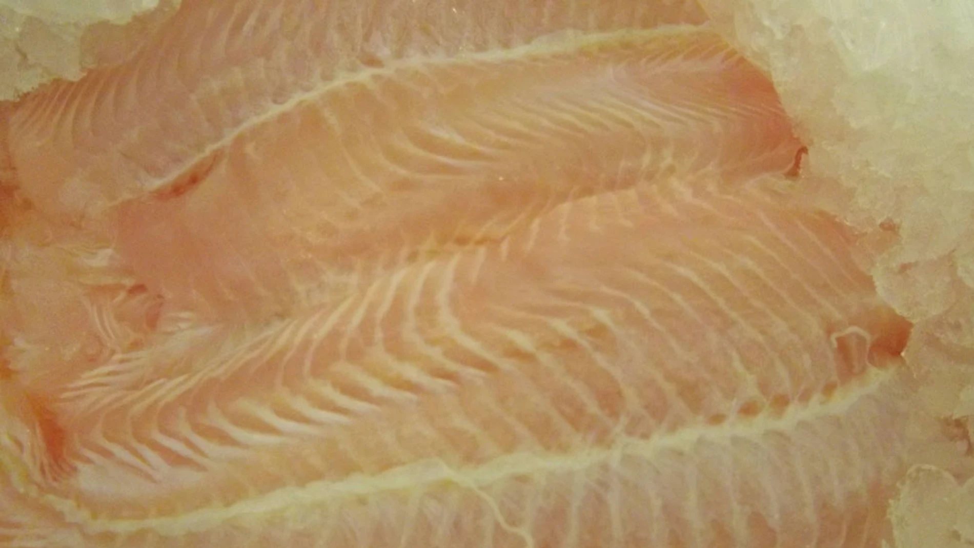 Imagen de archivo de varios filetes de panga Imagen de archivo de varios filetes de panga