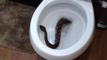 La serpiente en el retrete
