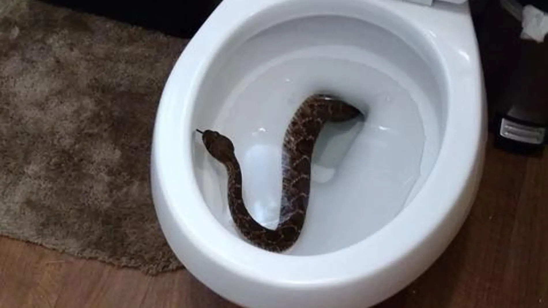 La serpiente en el retrete La serpiente en el retrete