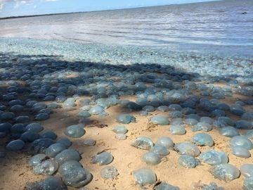 Miles de medusas cubren una playa australiana