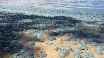 Miles de medusas cubren una playa australiana