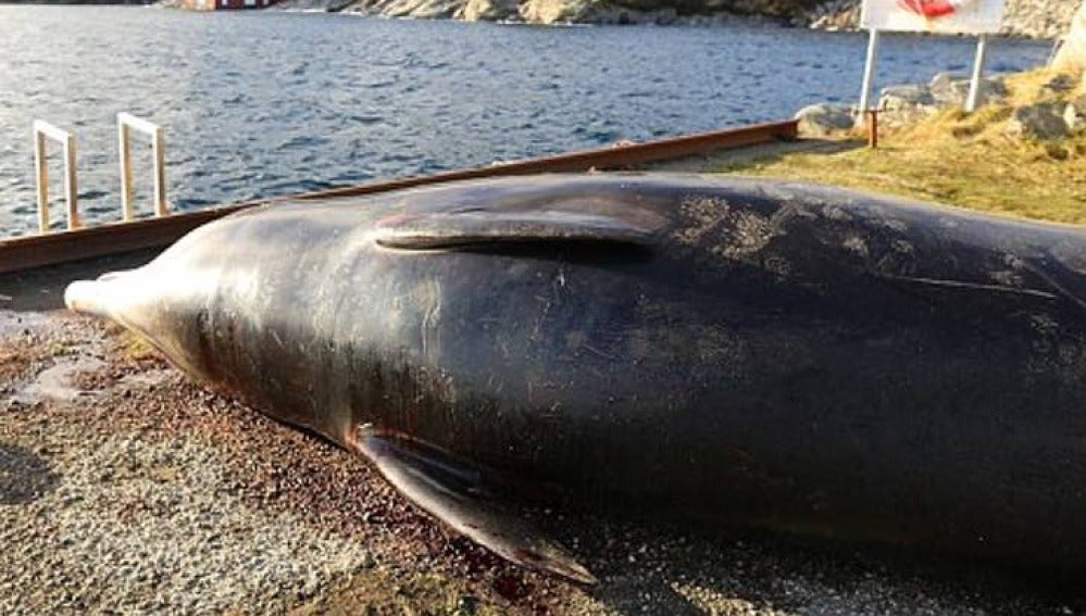 Sacrifican una ballena tras encontrar 30 bolsas en su estómago