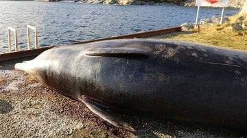 Sacrifican una ballena tras encontrar 30 bolsas en su estómago