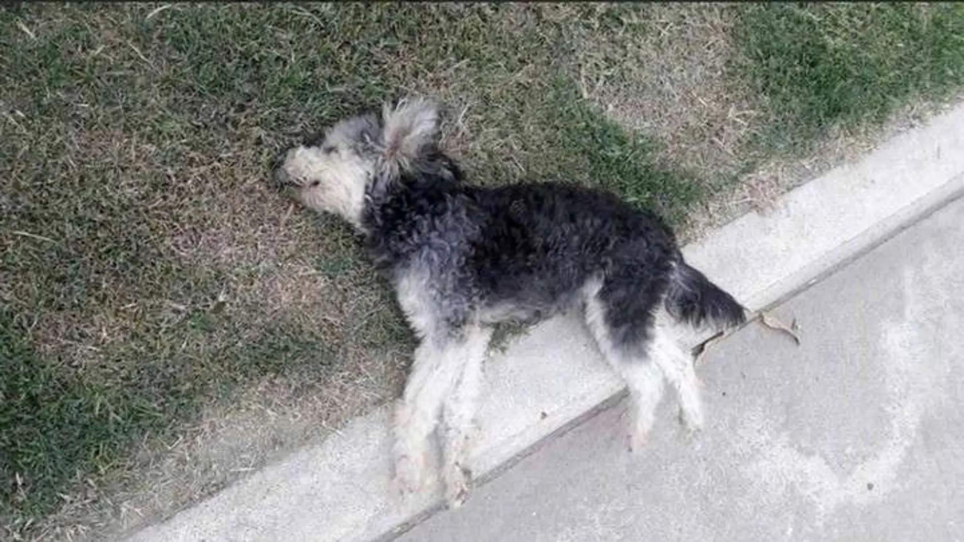 Perro envenenado Perro envenenado