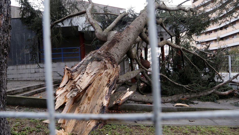 Ramas caídas por el temporal en Galicia