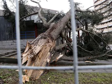 Ramas caídas por el temporal en Galicia Ramas caídas por el temporal en Galicia