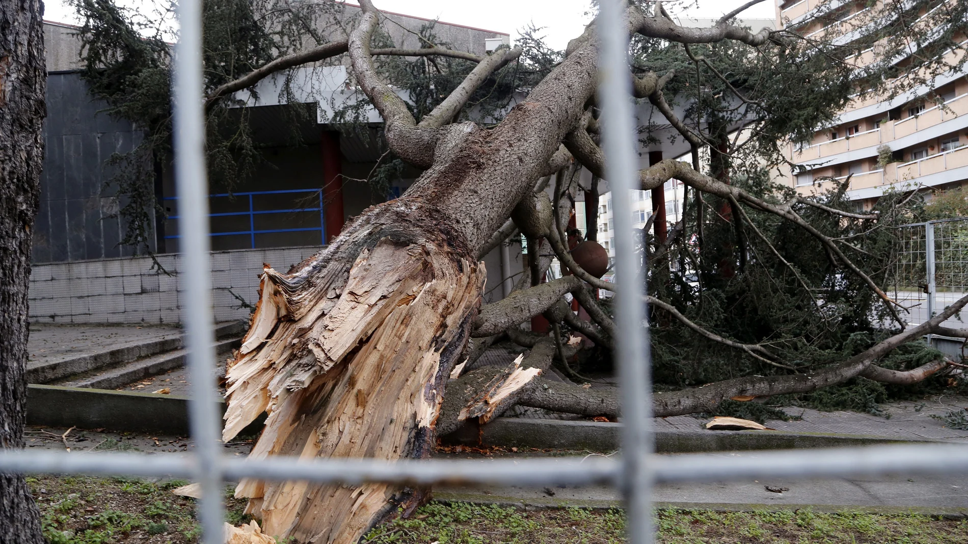 Ramas caídas por el temporal en Galicia Ramas caídas por el temporal en Galicia