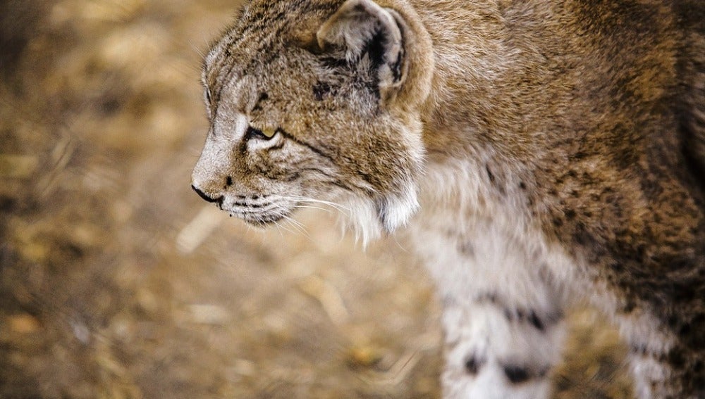 Un lince ibérico en una imagen de archivo