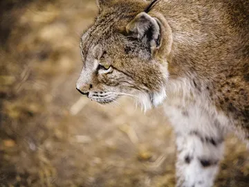 Un lince ibérico en una imagen de archivo Un lince ibérico en una imagen de archivo