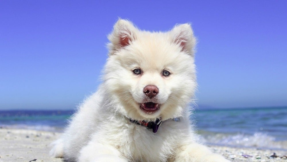 Cachorro en una playa