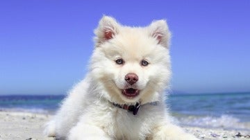 Cachorro en una playa