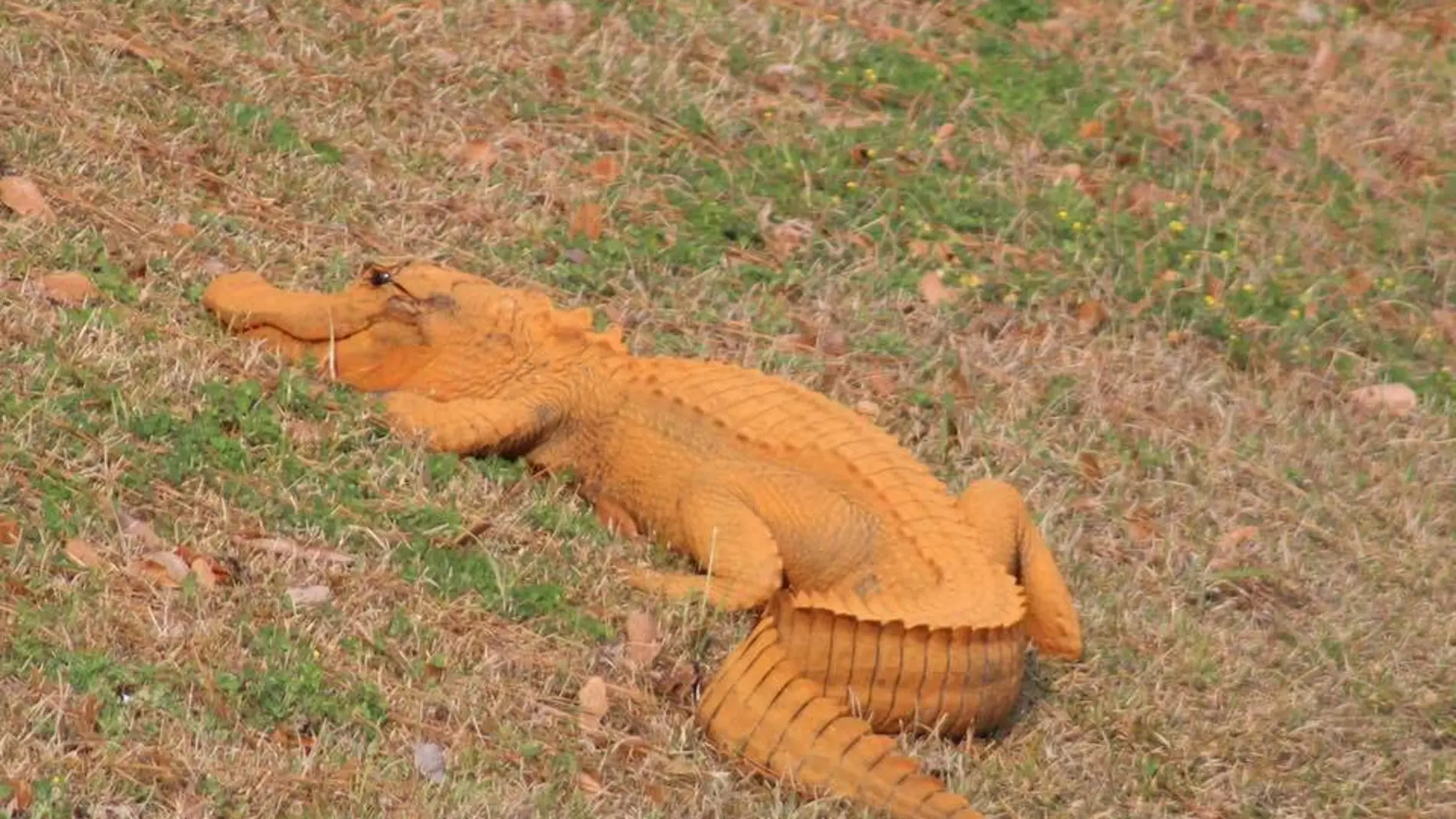Caimán naranja hallado junto a un estanque Caimán naranja hallado junto a un estanque