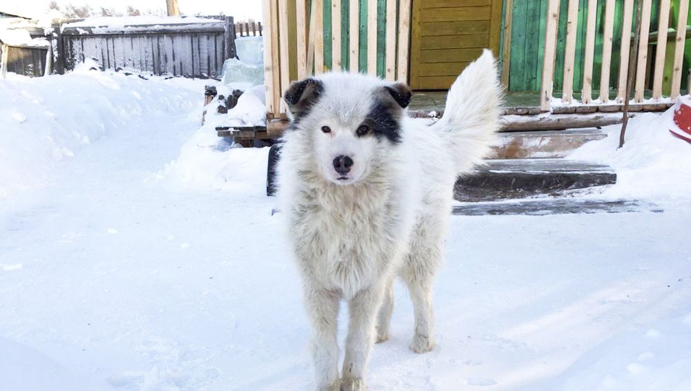 Un perro cuida de un niño abandonado