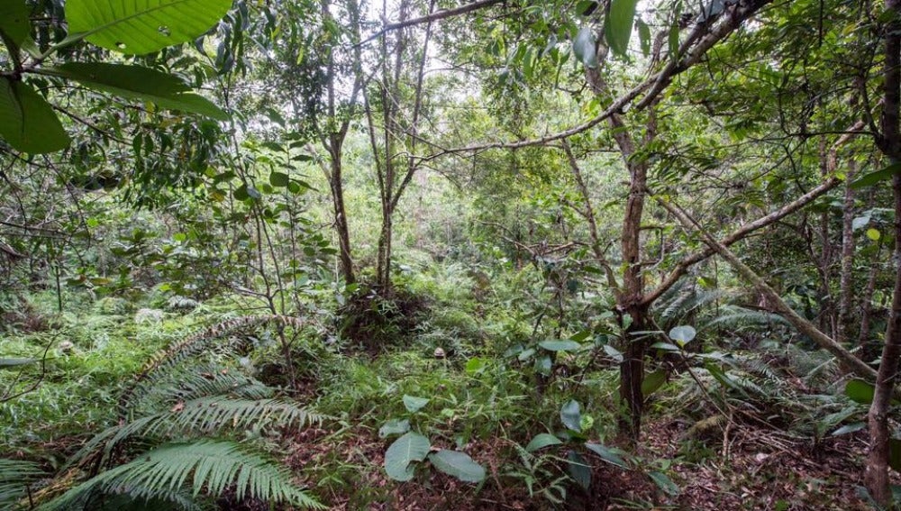 Soldados británicos en la jungla de Brunei