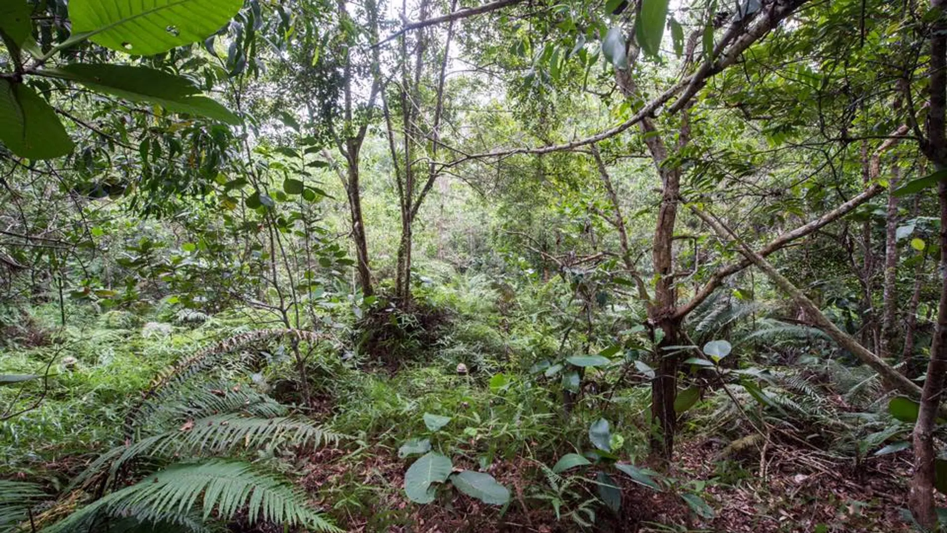 Soldados británicos en la jungla de Brunei Soldados británicos en la jungla de Brunei
