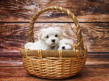Cachorros de perro Cachorros de perro