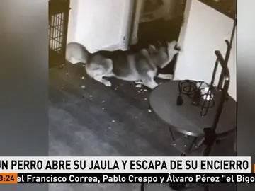 Un perro escapa de su encierro Un perro escapa de su encierro