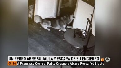 Las aventuras de un Husky en la perrera: se escapa de su jaula, asusta a varios gatos y libera a otros perros