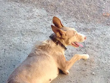 La perra que apareció calcinada en Toledo La perra que apareció calcinada en Toledo
