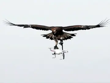 Frame 15.987555 de: Francia entrena a las águilas para capturar drones en pleno vuelo Frame 15.987555 de: Francia entrena a las águilas para capturar drones en pleno vuelo