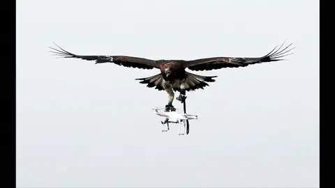Frame 15.987555 de: Francia entrena a las águilas para capturar drones en pleno vuelo Frame 15.987555 de: Francia entrena a las águilas para capturar drones en pleno vuelo