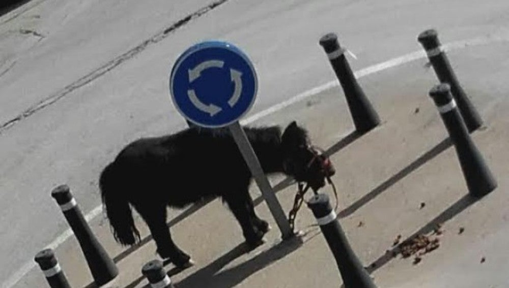 El poni atado en la rotonda