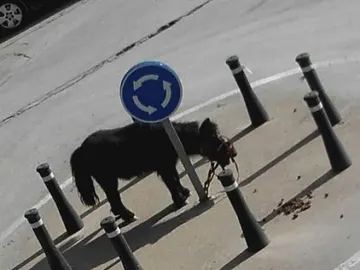 El poni atado en la rotonda El poni atado en la rotonda