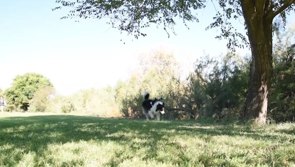 Albatros, el perro que busca veneno en lugares públicos