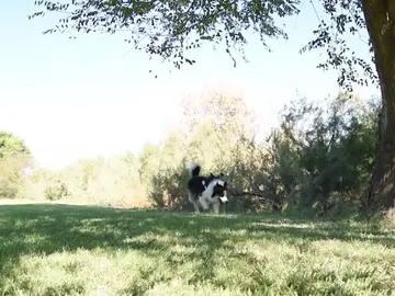 Albatros, el perro que busca veneno en lugares públicos Albatros, el perro que busca veneno en lugares públicos