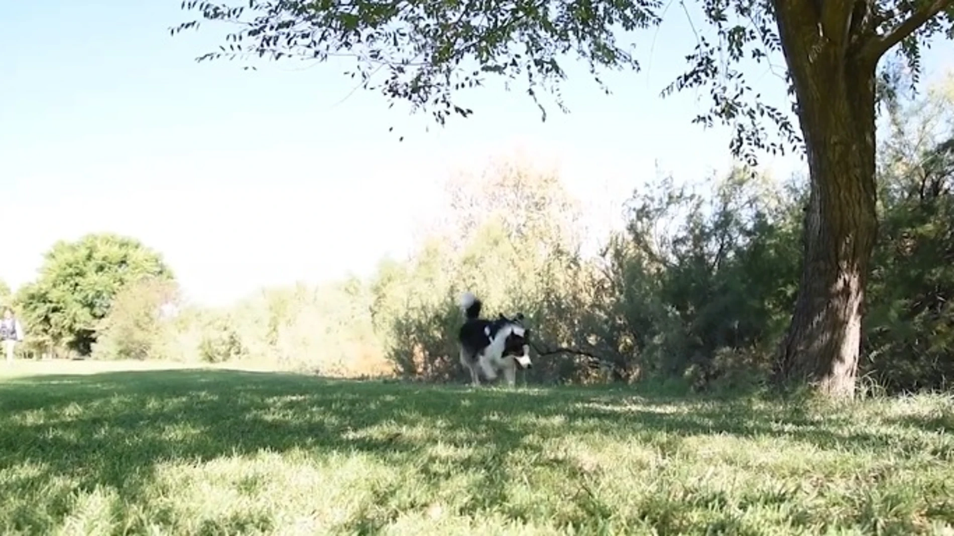 Albatros, el perro que busca veneno en lugares públicos Albatros, el perro que busca veneno en lugares públicos