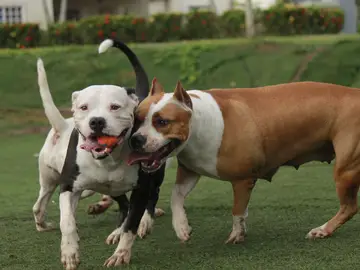 Perros potencialmente peligrosos Perros potencialmente peligrosos