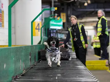 Un perro corre por una cinta transportadora en un aeropuerto Un perro corre por una cinta transportadora en un aeropuerto