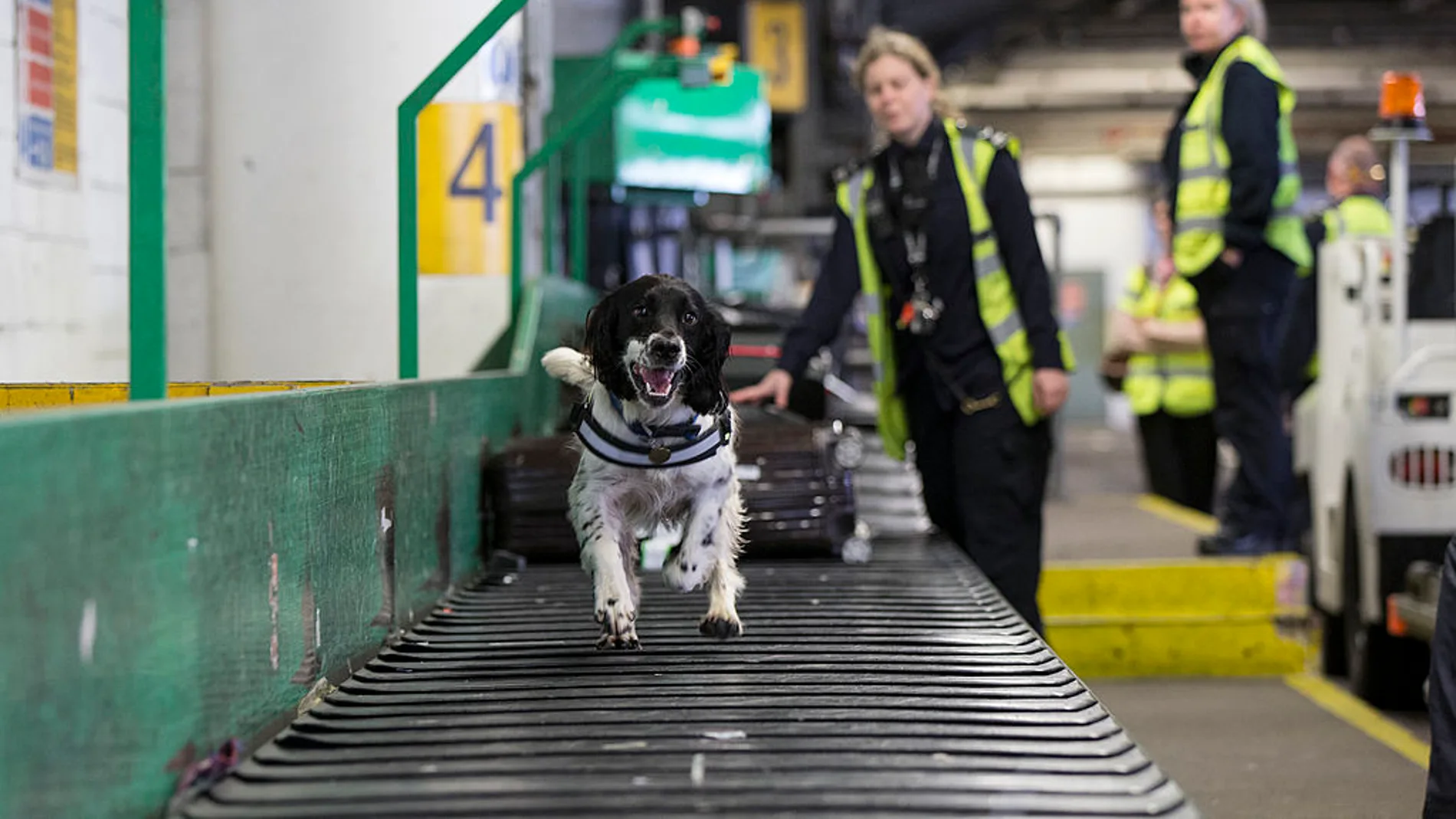 Un perro corre por una cinta transportadora en un aeropuerto Un perro corre por una cinta transportadora en un aeropuerto