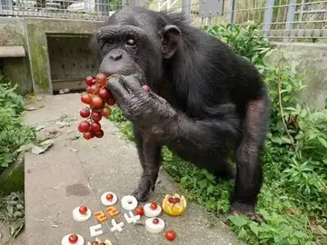 Kanako, la chimpancé con síndrome de Down Kanako, la chimpancé con síndrome de Down