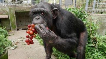 Kanako, la chimpancé con síndrome de Down